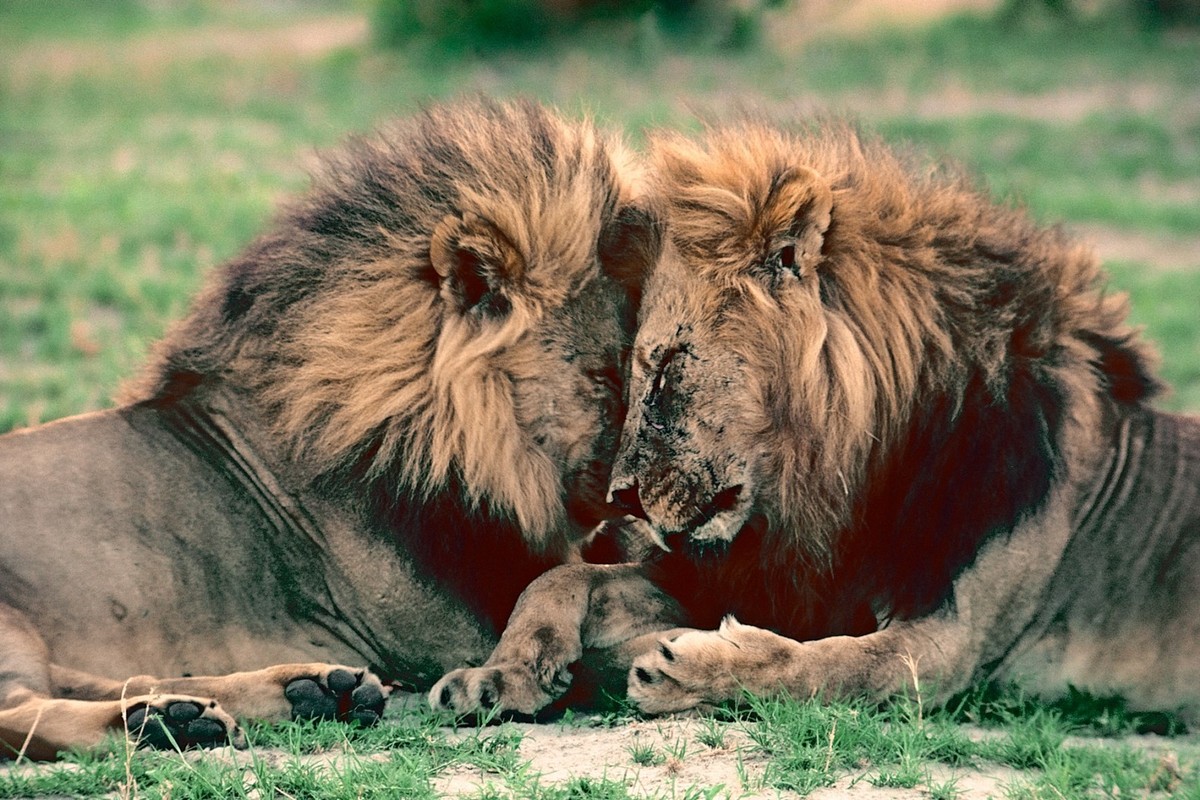 We’ve Been Thinking About Animal Sexuality All Wrong