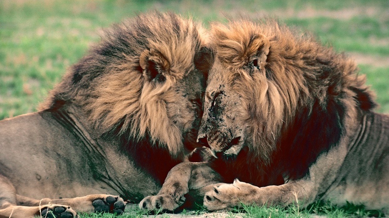 We’ve Been Thinking About Animal Sexuality All Wrong