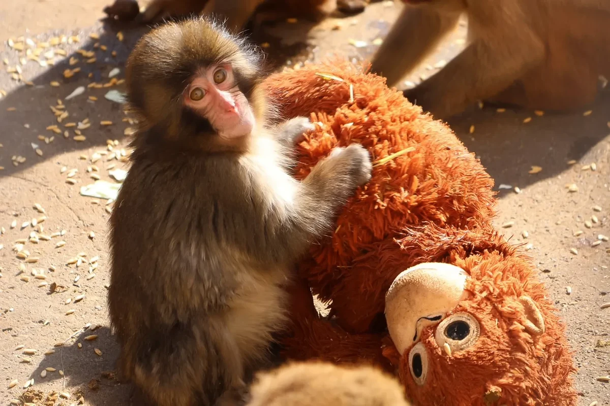 I Can’t Stop Thinking About Punch the Sad Monkey. I’m Not Alone