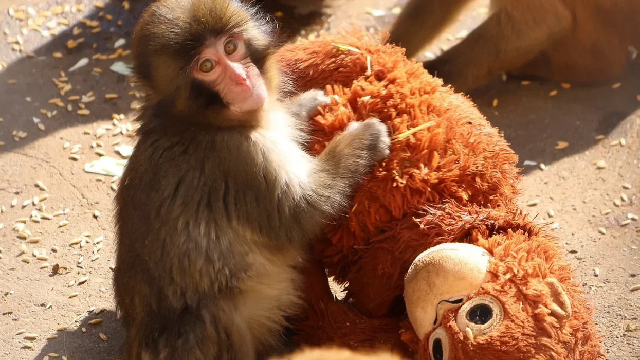 I Can’t Stop Thinking About Punch the Sad Monkey. I’m Not Alone