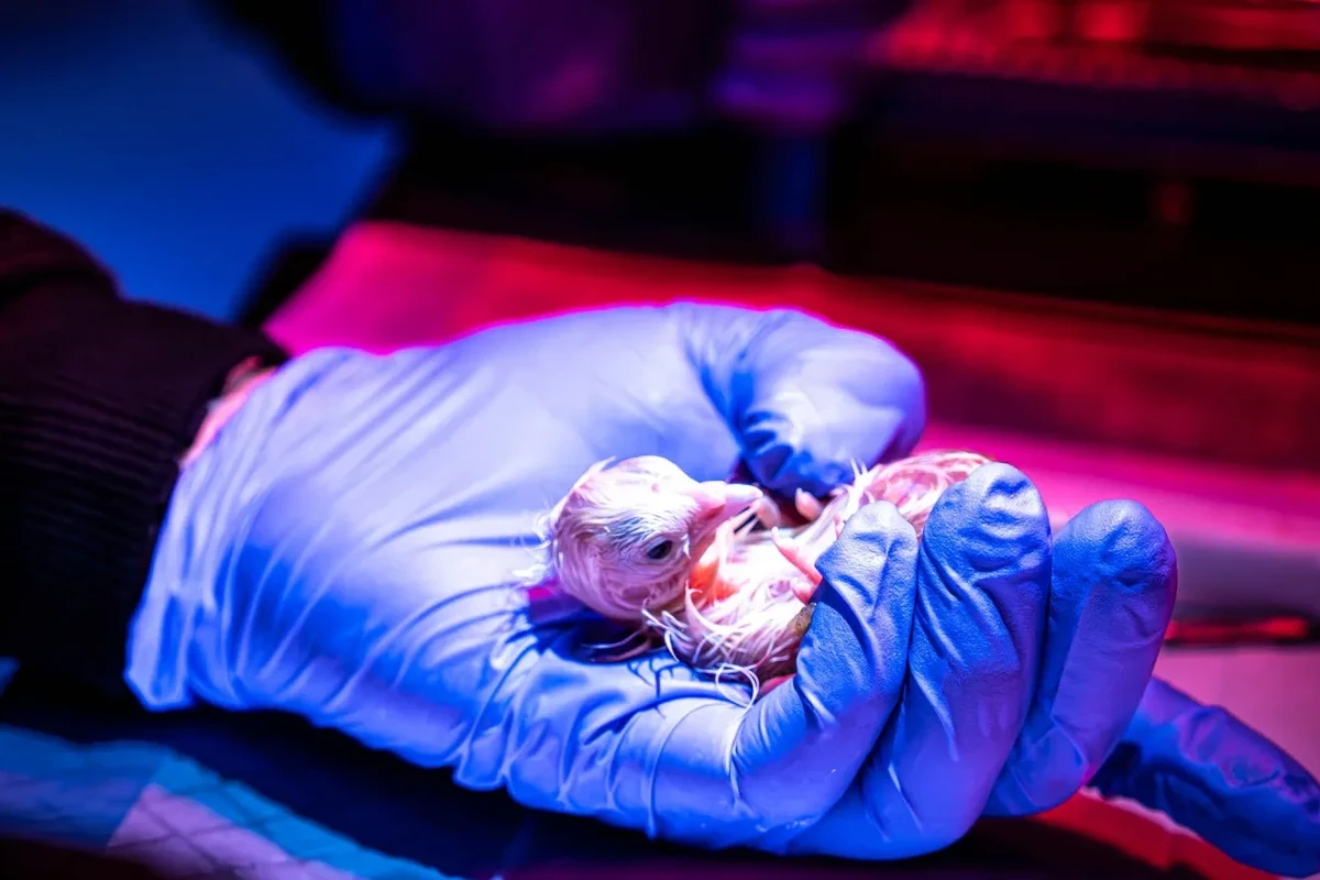 First They Brought Back Dire Wolves. Next Up? Artificial Wombs